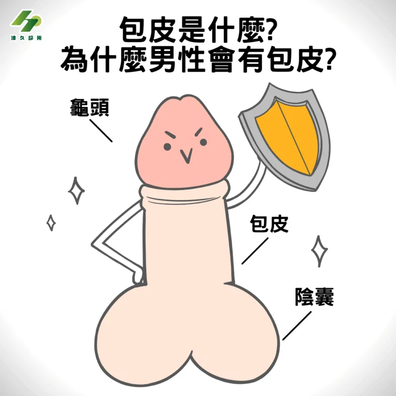 包皮圖說